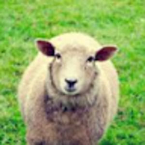 Meet your Posher, Travis